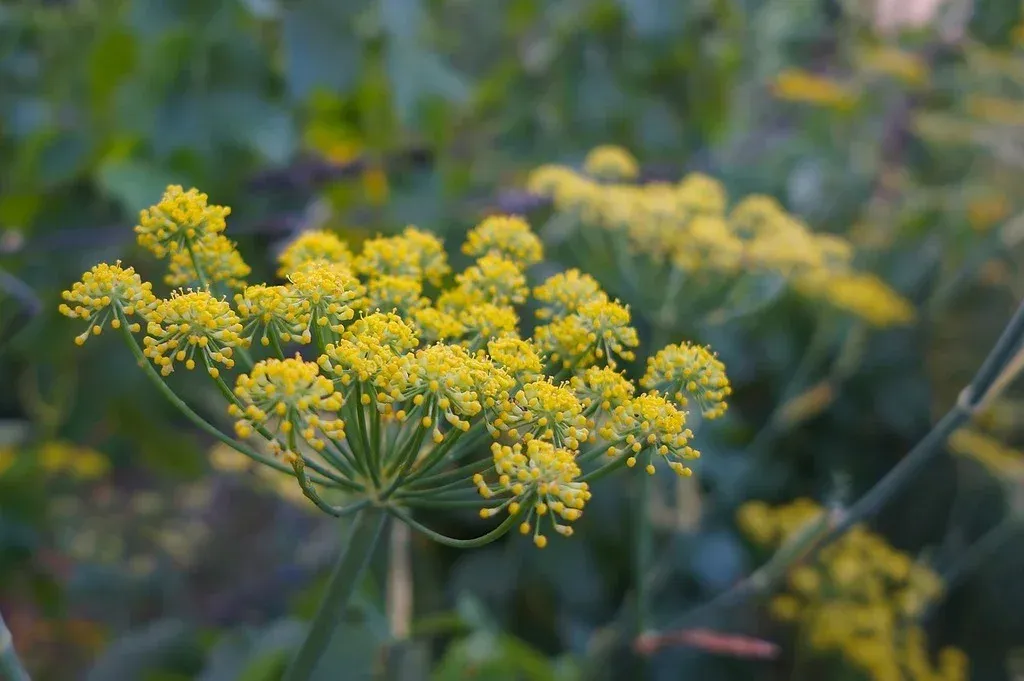 Fennel Seeds | An Overall Overview