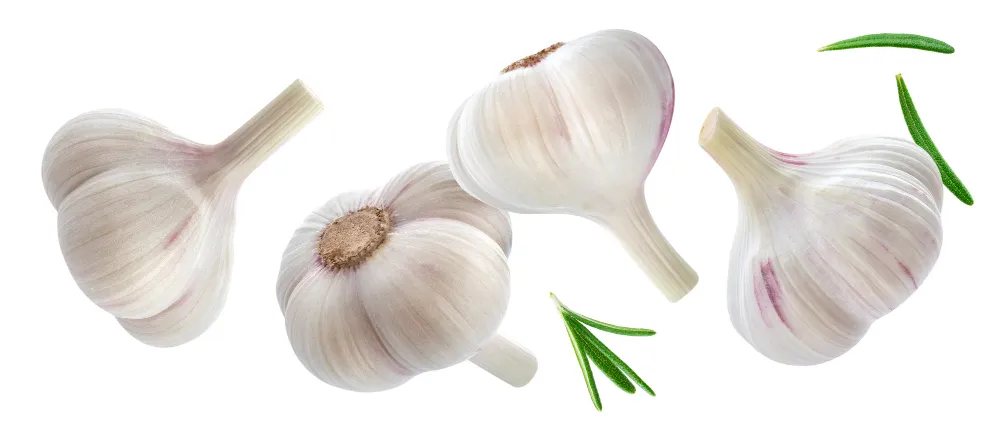 Best Way to Dry Garlic| How to Harvest| and Store - Zesty Hut best Spices formulas in USA