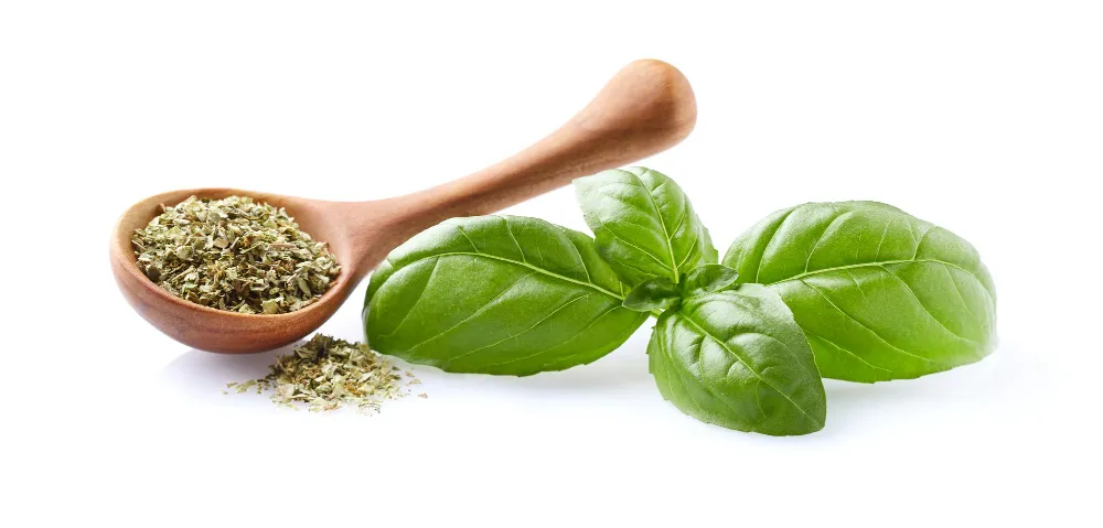 Fresh Basil versus Dried Basil - Zesty Hut best Spices formulas in USA