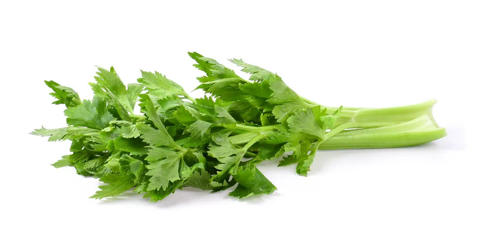 Recipes Using Celery Leaves - Zesty Hut best Spices formulas in USA