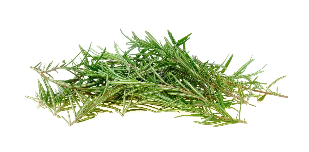 Types Of Rosemary Plants - Zesty Hut best Spices formulas in USA