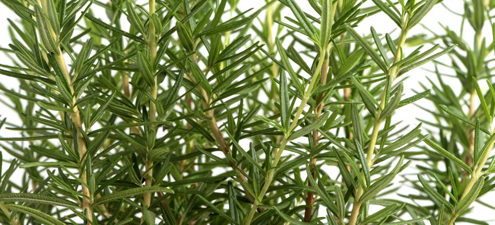 Rosemary Plant Overview - Zesty Hut best Spices formulas in USA
