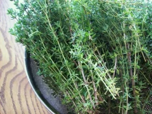 All You Want to Know About Dried Thyme