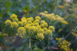 Fennel Seeds An Overall Overview