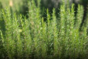 Rosemary Plant Overview