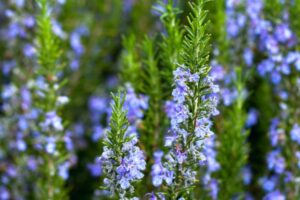 Types Of Rosemary Plants