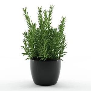 Types Of Rosemary Plants