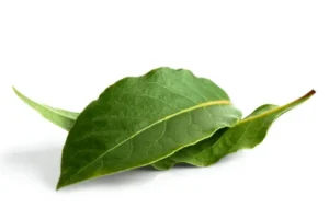 What is Bay Leaf, Benefits, Uses, Taste and More