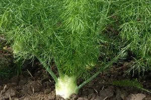 buy fennel seeds for planting