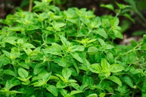 Oregano Uses, Taste, Vairities, Substitute and Oil