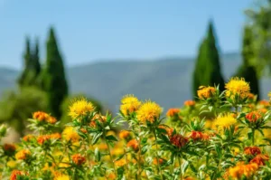 Safflower Seed for Planting 