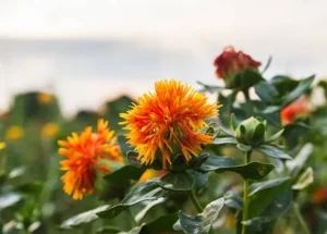 Safflower Seed for Planting 