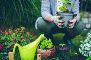 Safflower Seed for Planting 