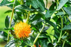 Safflower Seed for Planting 