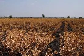 Safflower Seed for Planting 