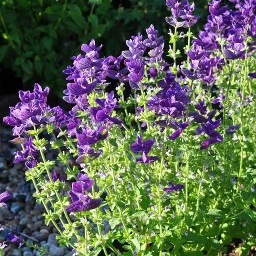 Rosemary Plant Overview