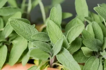 types-of-herbs-are-substitutes-for-thyme-and-sage