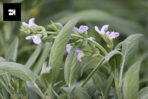 Rosemary Plant Overview