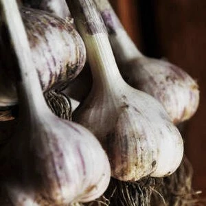 Best Way to Dry Garlic