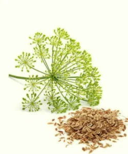 Uses of Dill Seeds